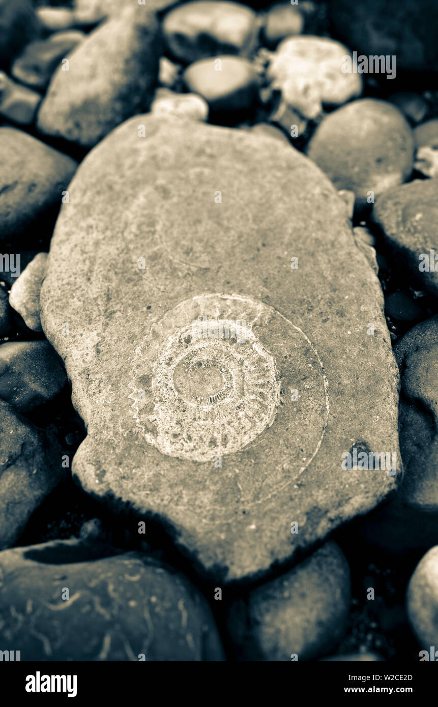 UK, England, Dorset, Lyme Regis, a Gateway Town to the UNESCO World Heritage Site of the Jurassic Coast, Monmouth Beach, Ammonite Pavement, Large ammonite fossil Stock Photo