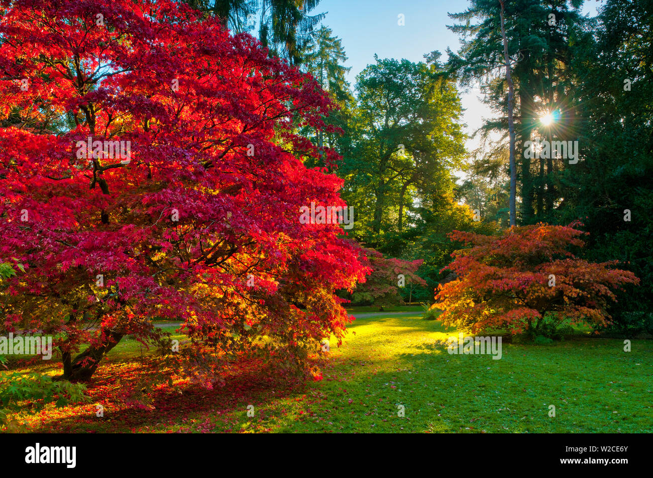 UK, England, Gloucestershire, Westonbirt Arboretum Stock Photo