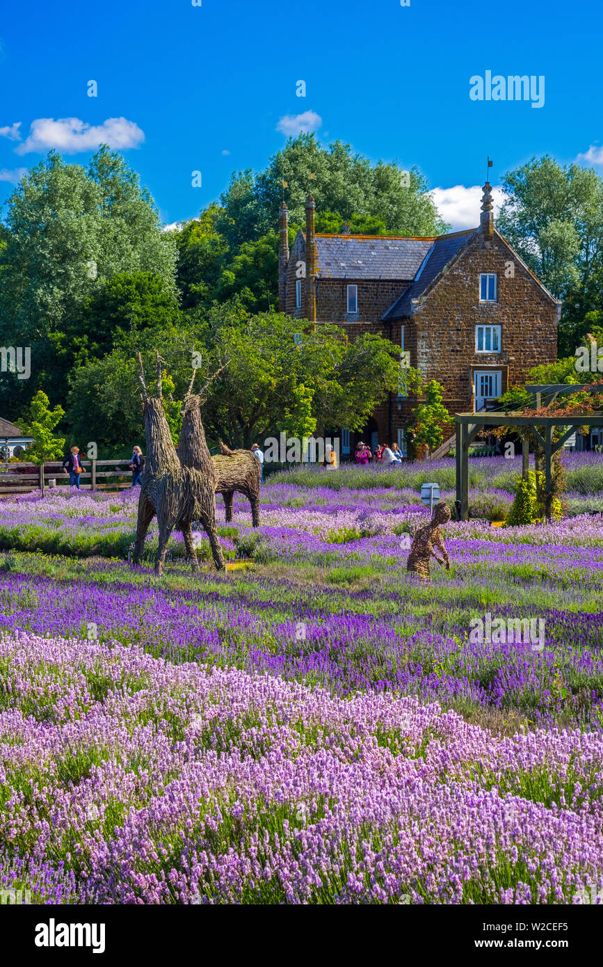 UK, England, Norfolk, Heacham, Norfolk Lavender Stock Photo