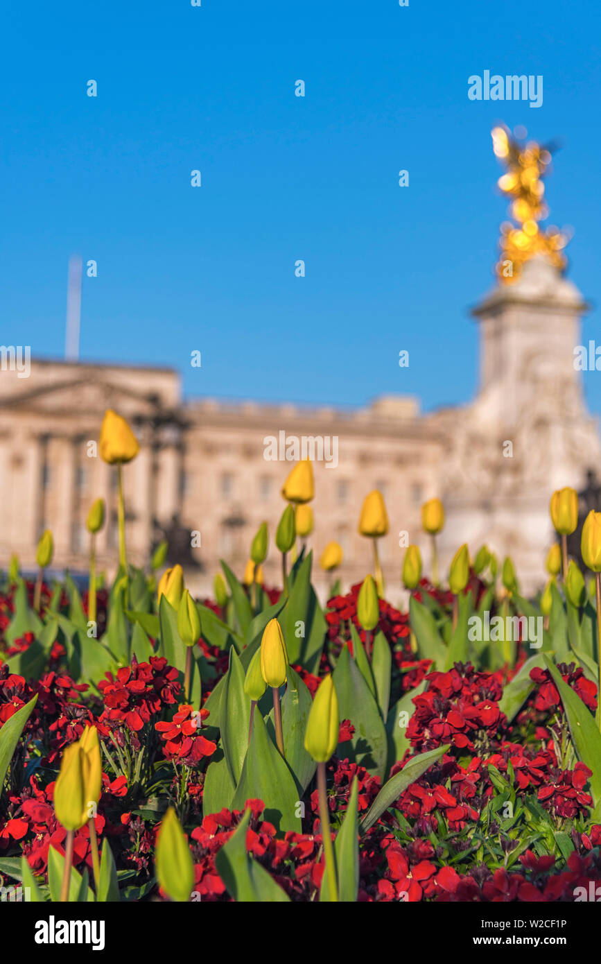 UK, England, London, Buckingham Palace Stock Photo