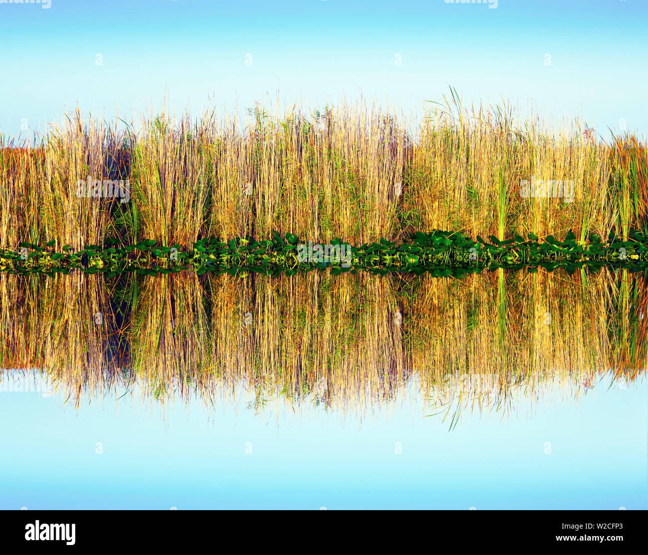 Florida, Everglades National Park, Sawgrass Reflection, Abundant In the Wet Marshes, Can Grow Up To Nine Feet Tall, Everglades Is Referred To As A Sawgrass Praire And A River Of Grass Stock Photo