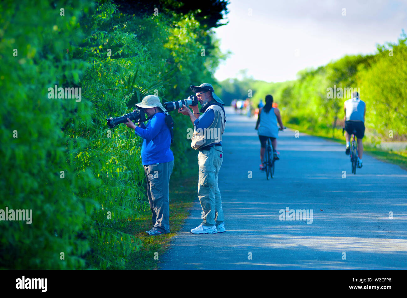 Florida, Everglades National Park, Shark Valley, Wildlife Photographers, Bicycling Trail Stock Photo