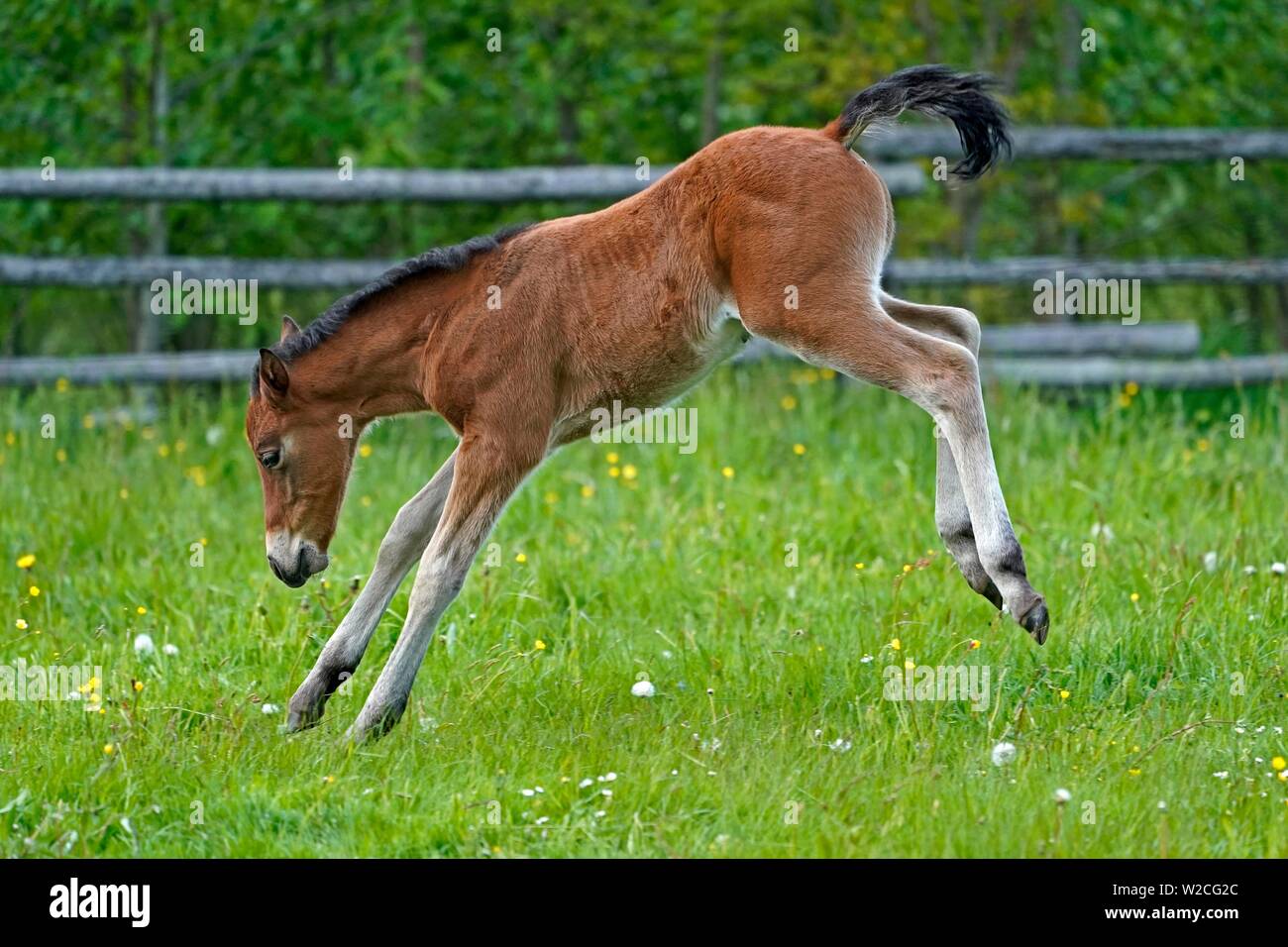 Domestic horse, foal jumping exuberantly on the pasture, Germany Stock Photo