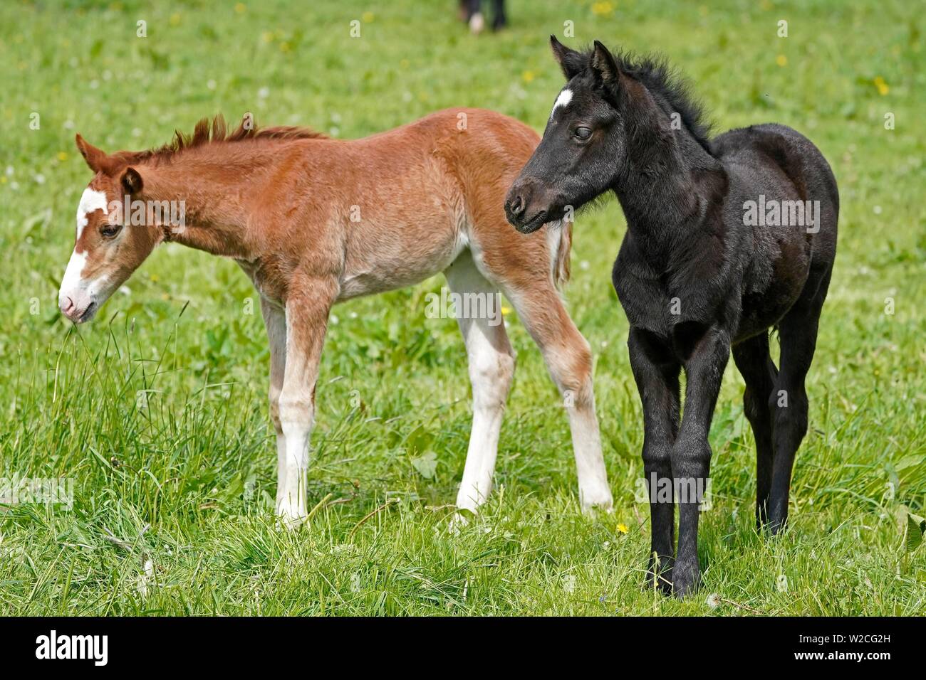Domestic horses, two foals on the pasture, Germany Stock Photo