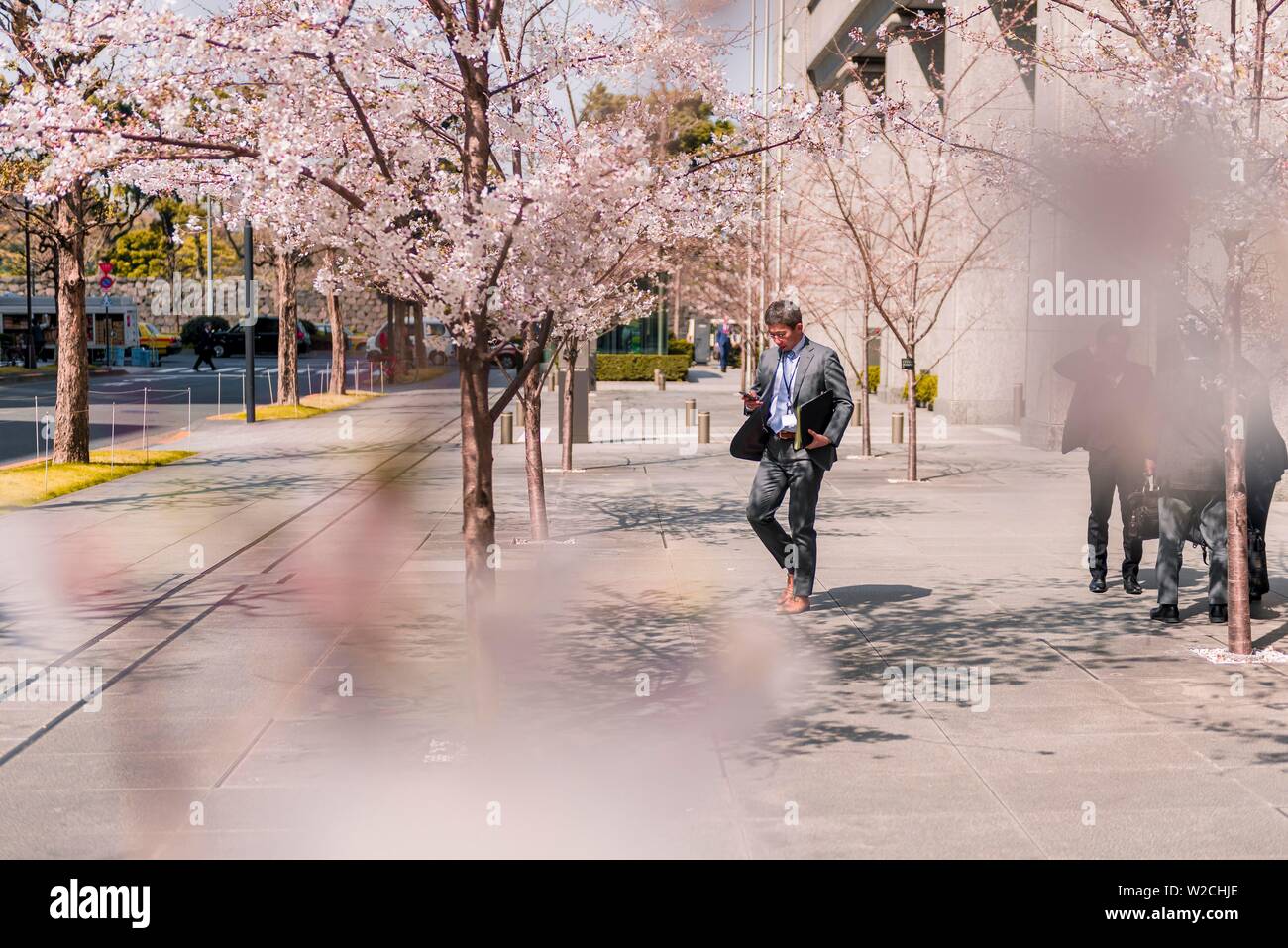 Japanese businessman in suit, cherry blossom in business district Marunouchi, Tokyo, Japan Stock Photo