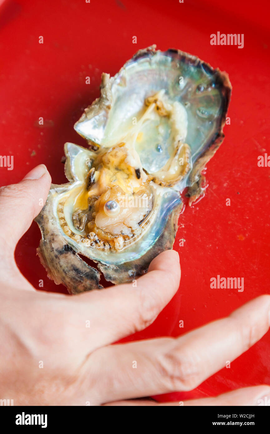Vietnam, Halong Bay, floating cultured pearl farm, oyster with seed Stock Photo