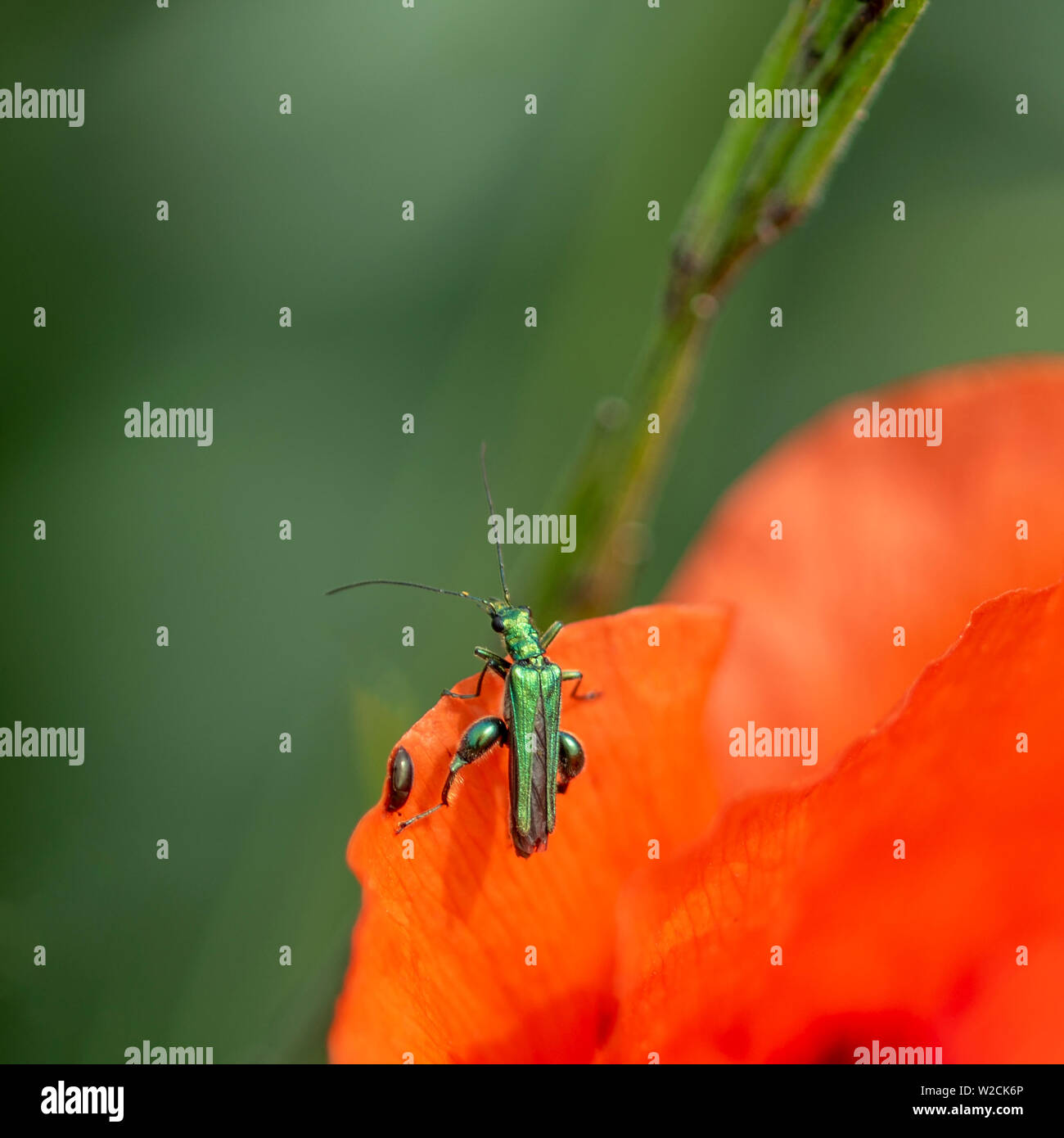 Poppy Insect red poppy and insects Stock Photo - Alamy