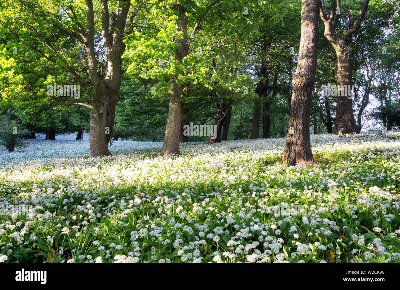 Forest green landscape with tree and white flowers Stock Photo