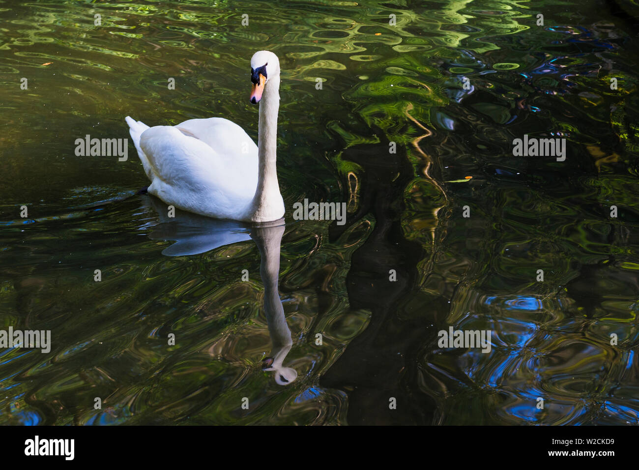 Mute Swan (Cygnus olor) in a pond, Bussaco national forest, Mealhada, Beira Littoral, Portugal Stock Photo