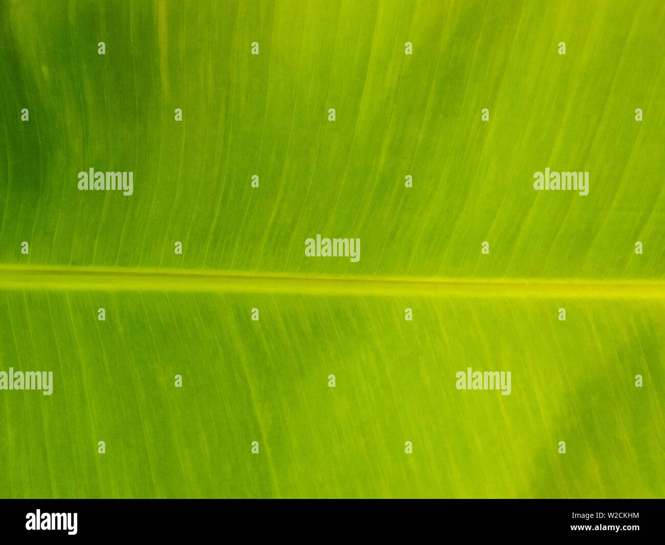 Banana Palm Leaf In Kochi Kerala India Stock Photo Alamy
