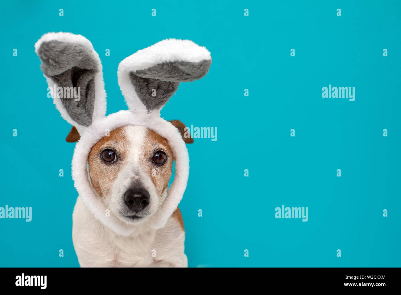 Dog with rabbit hires stock photography and images Alamy
