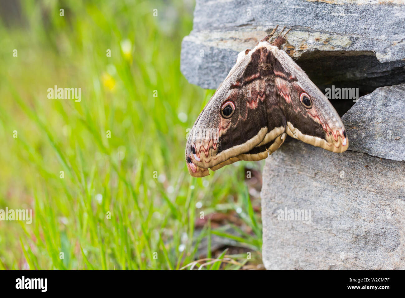 natural giant emperor peacock moth  (saturnia pyri) on stone wall Stock Photo