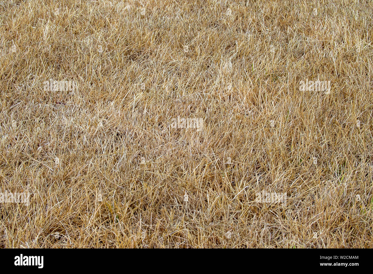 Dry lawn grass, drought. Gardening problem Stock Photo Alamy