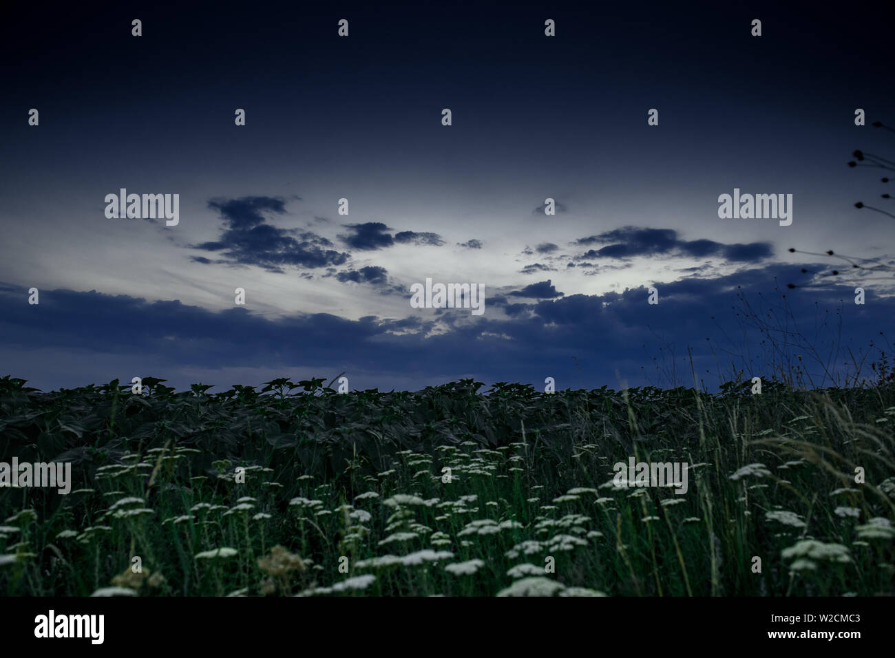 White wildflowers at evening in the field. Beautiful sunset with dark