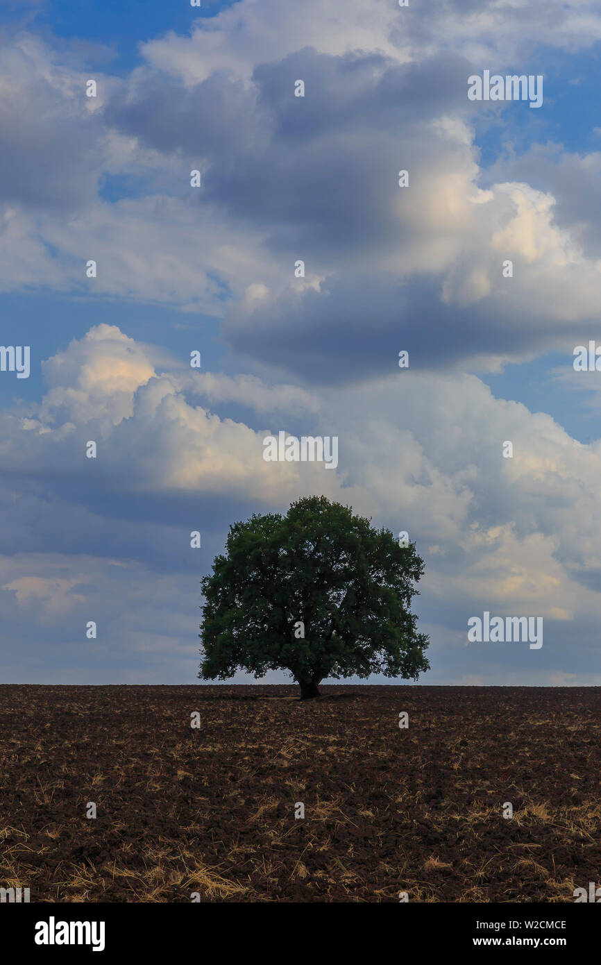 Lonely trees standing in middle hi-res stock photography and images - Alamy