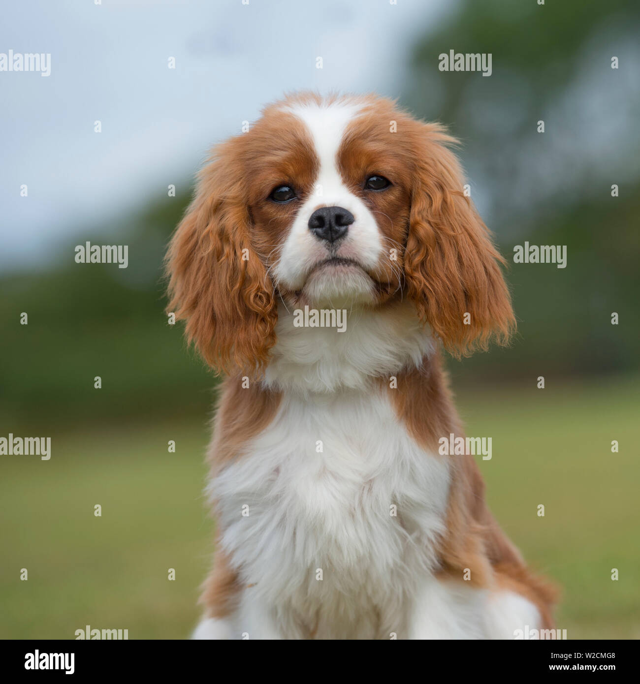 cavalier king charles spaniel puppy Stock Photo