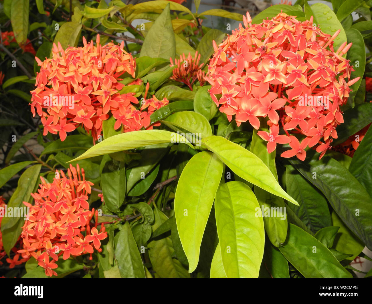 Ashoka plant with red flowers and green leaves Stock Photo Alamy