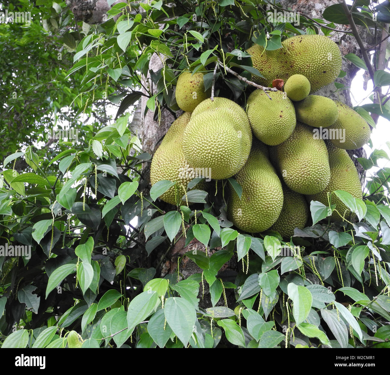 Black pepper plant kerala india hires stock photography and images Alamy