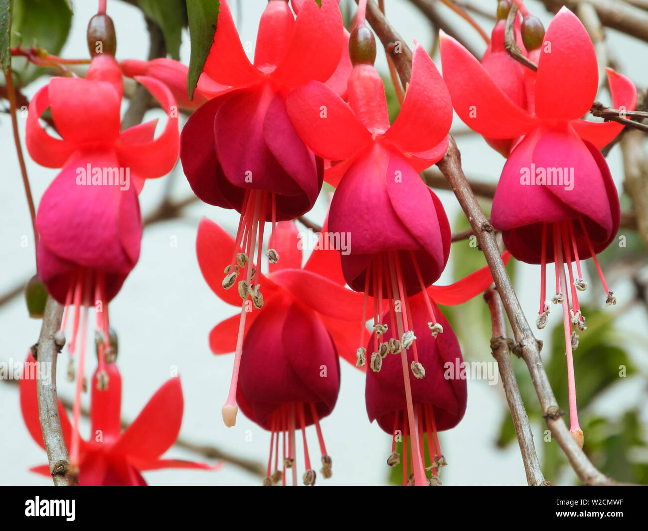Flowers of pink tropical plant fuschia (Fuchsia) in Kerala Kochi Stock Photo