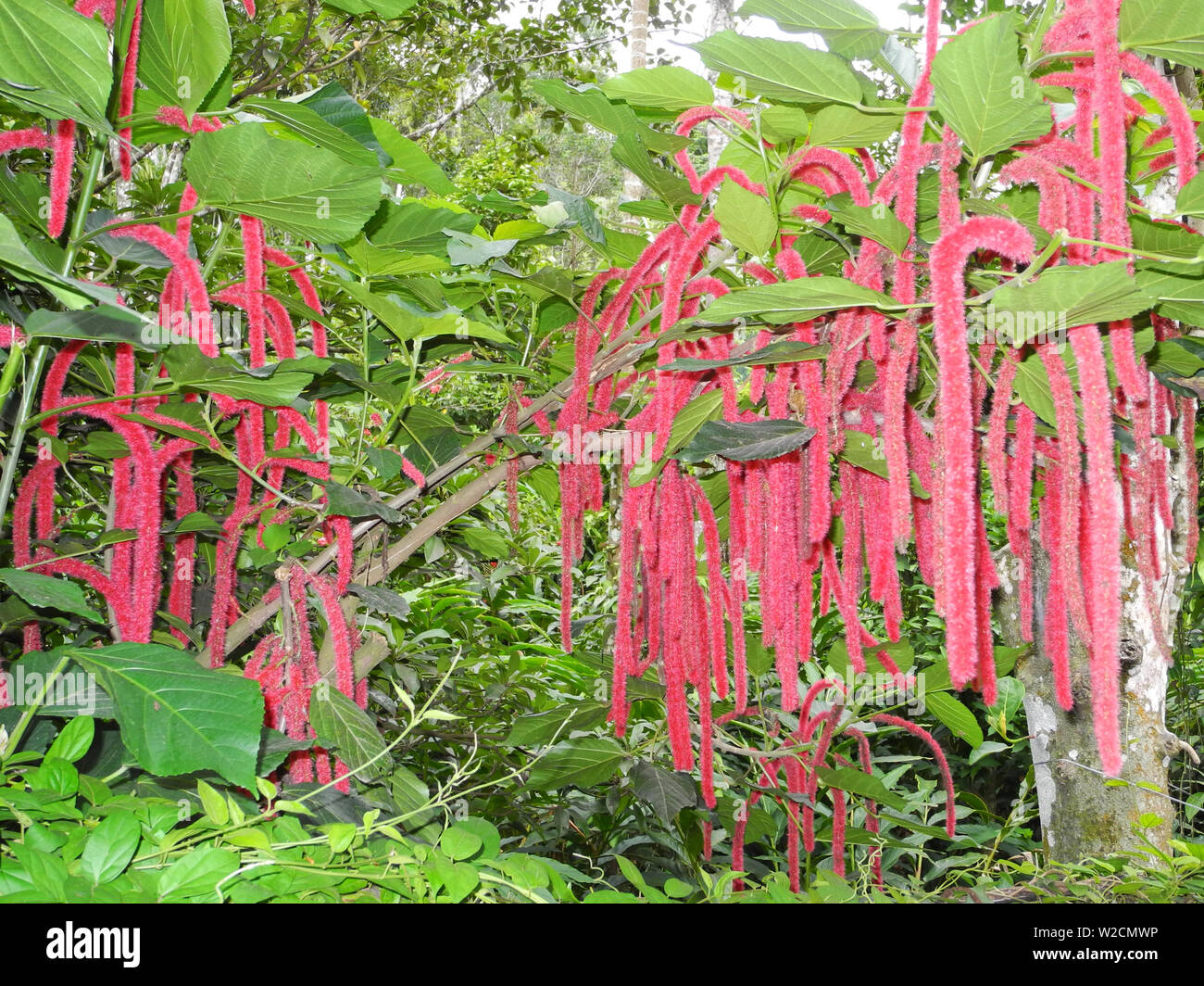 Amaranth (Amaranthus caudatus) tropical plant in Kerala Kochi Stock Photo