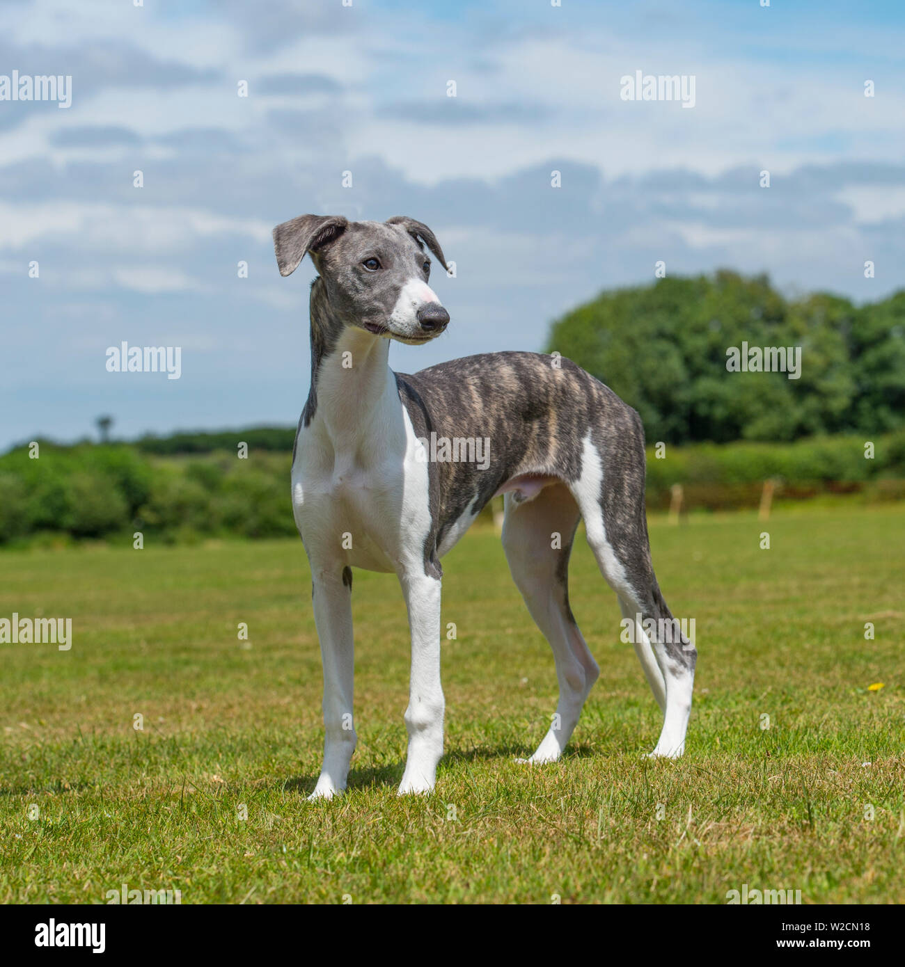 Whippet Puppy High Resolution Stock Photography and Images - Alamy
