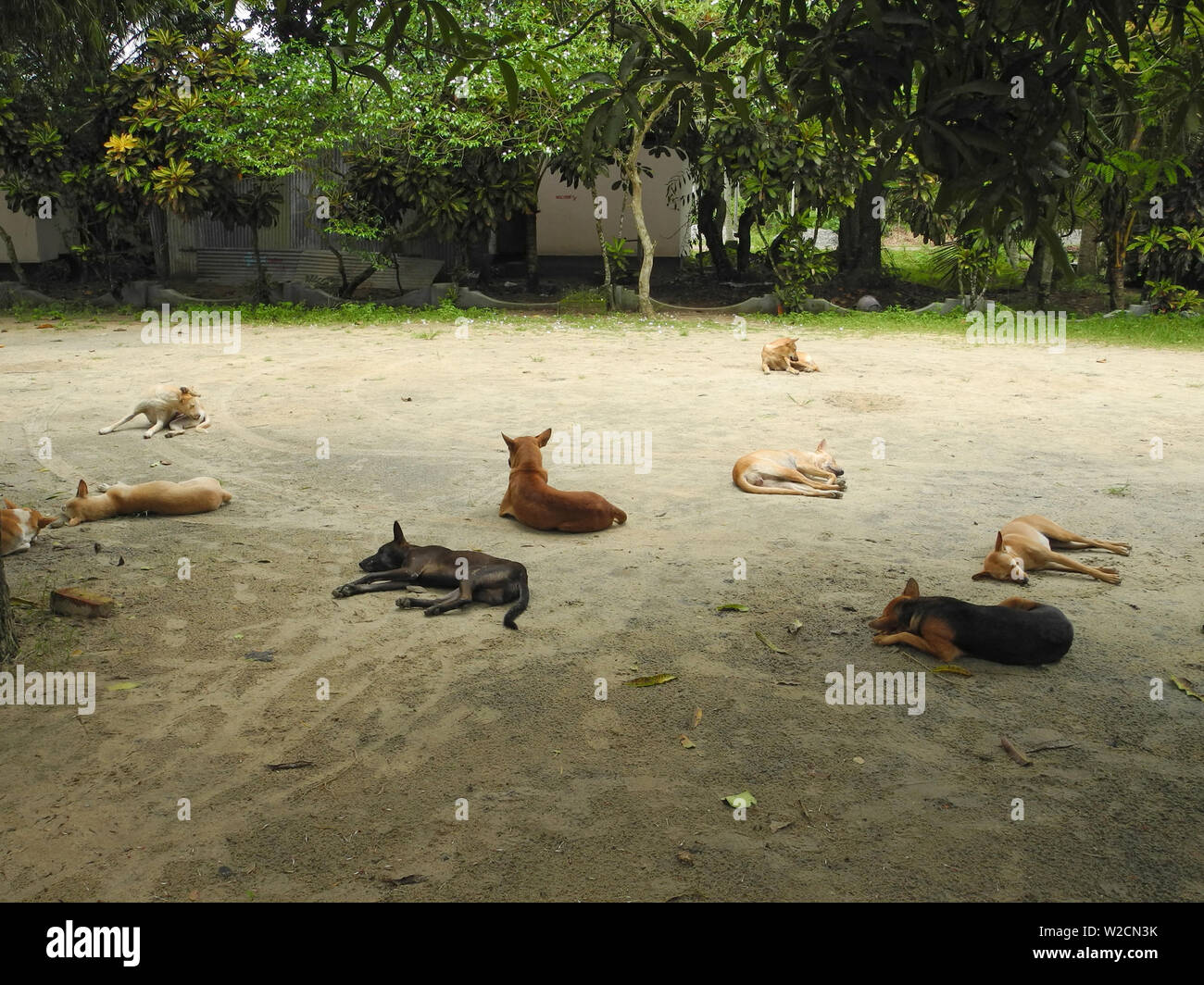 resting-dogs-in-india-kerala-trivandrum-stock-photo-alamy