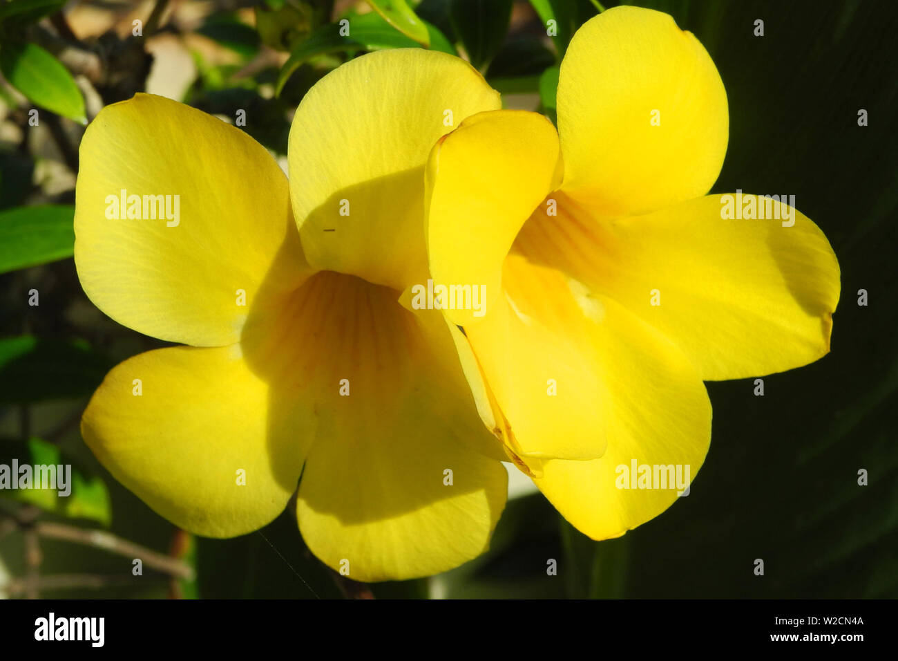 Tropical plant Turner (Turnera diffusa) with yellow flowers, Kerala, Kochi Stock Photo