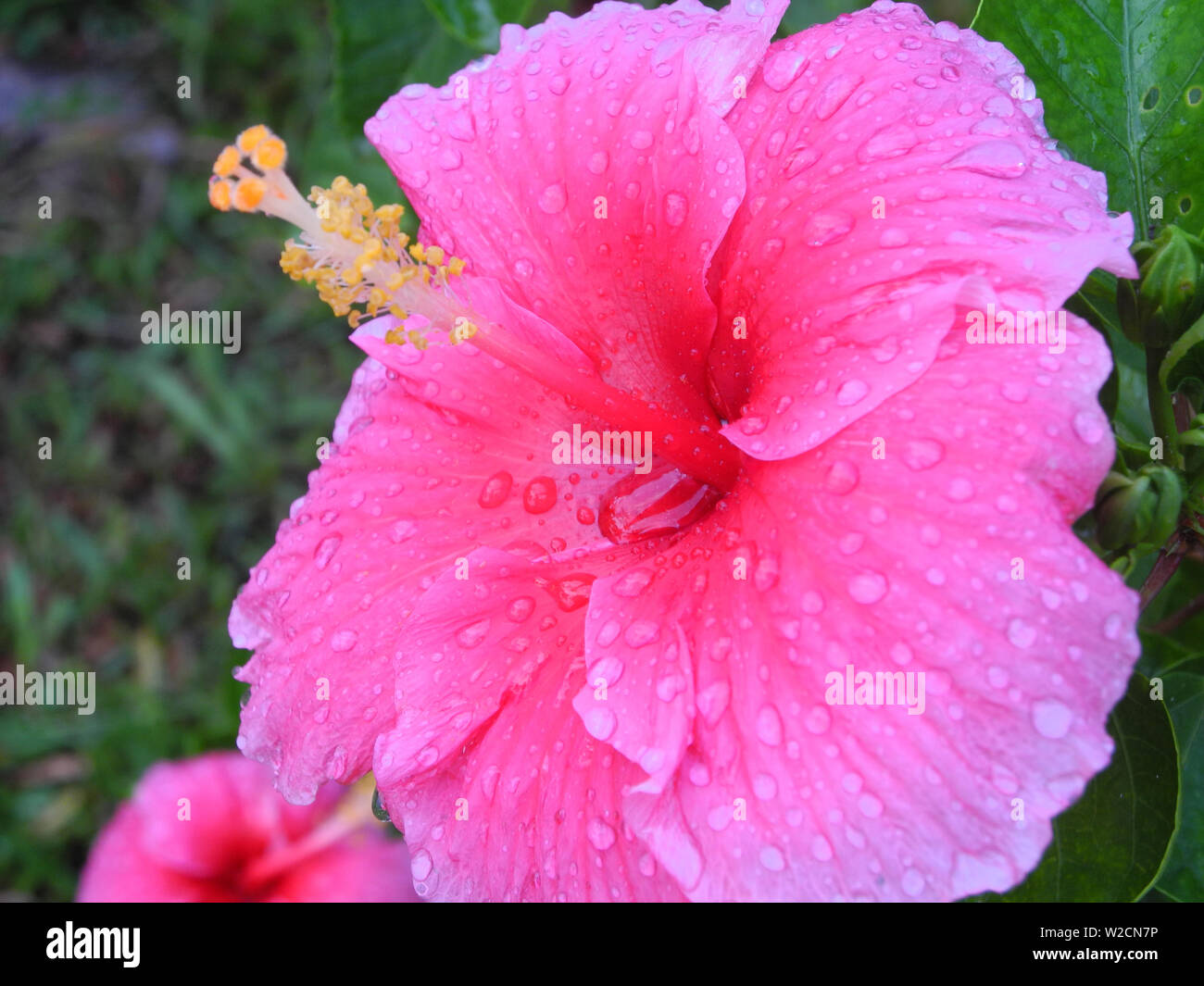 Tropical plant Hibiscus with rose color flowers, Kerala, Kochi Stock Photo