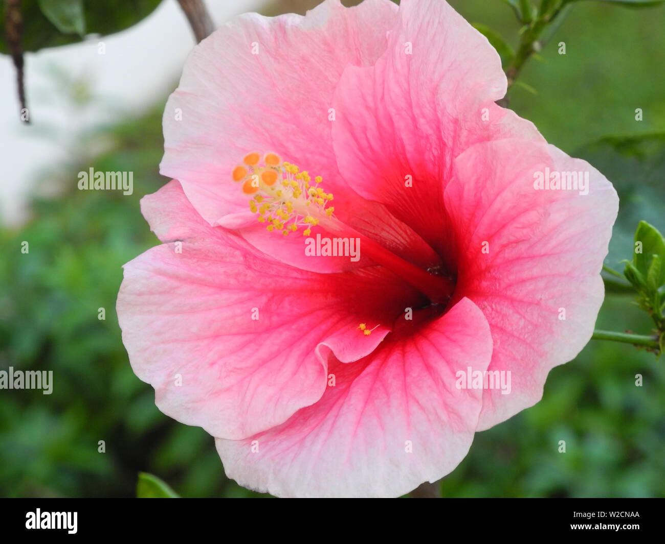 Tropical plant Hibiscus with rose color flowers, Kerala, Kochi Stock Photo