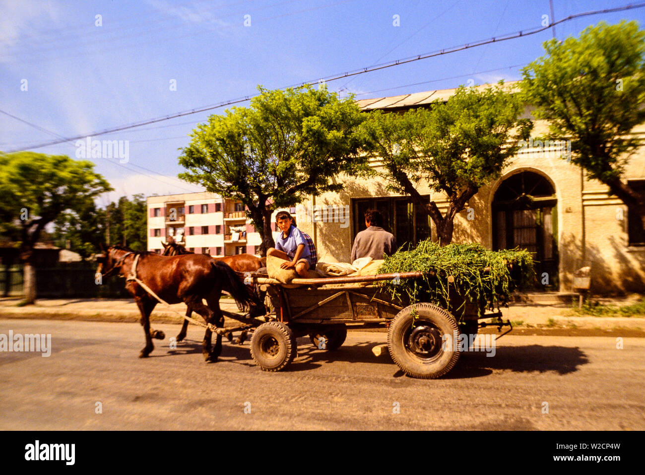 Romania, May 1990. Rural scene. A boy stares from a cart laden with fodder and pulled by two horses. Photo: © Simon Grosset. Archive: Image digitised from an original transparency. Stock Photo