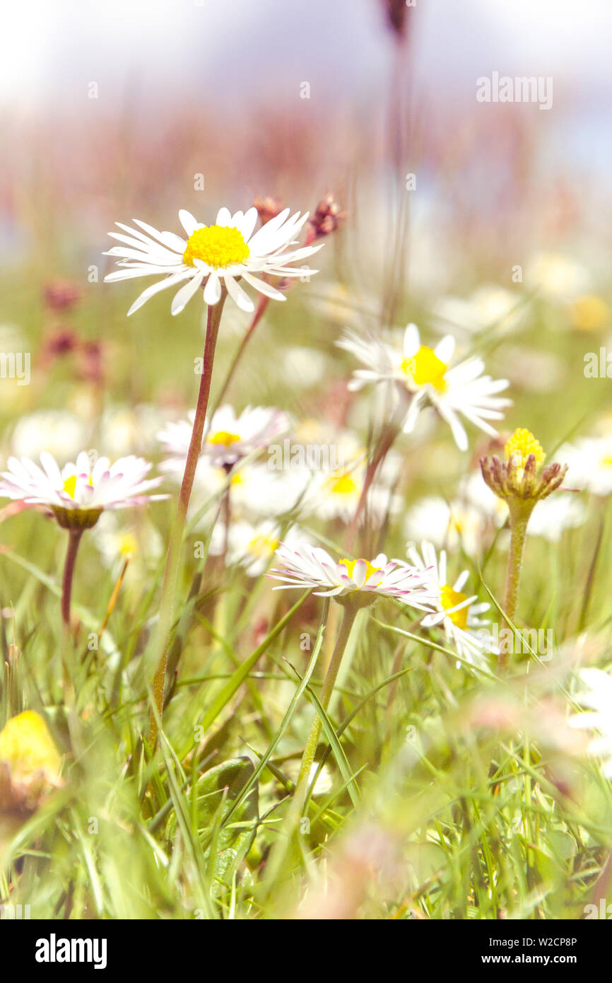 Romantic wild field of daisies with focus on one flower. Oxeye daisy