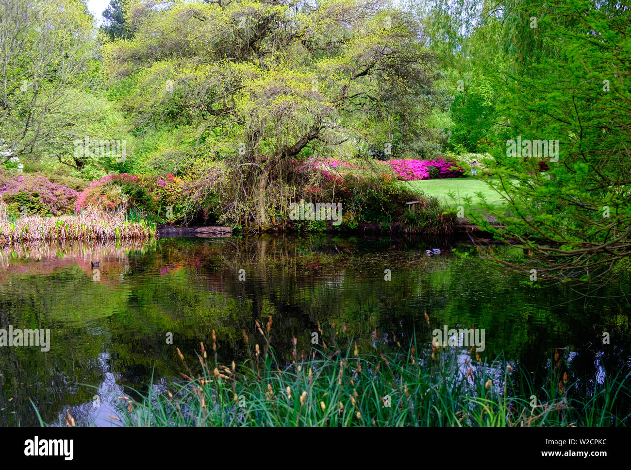 Woodland pond surrounded by green foliage, trees, grasses and flower shrubs in the Spring at Isabella Plantation in Richmond Park, London, England. Stock Photo