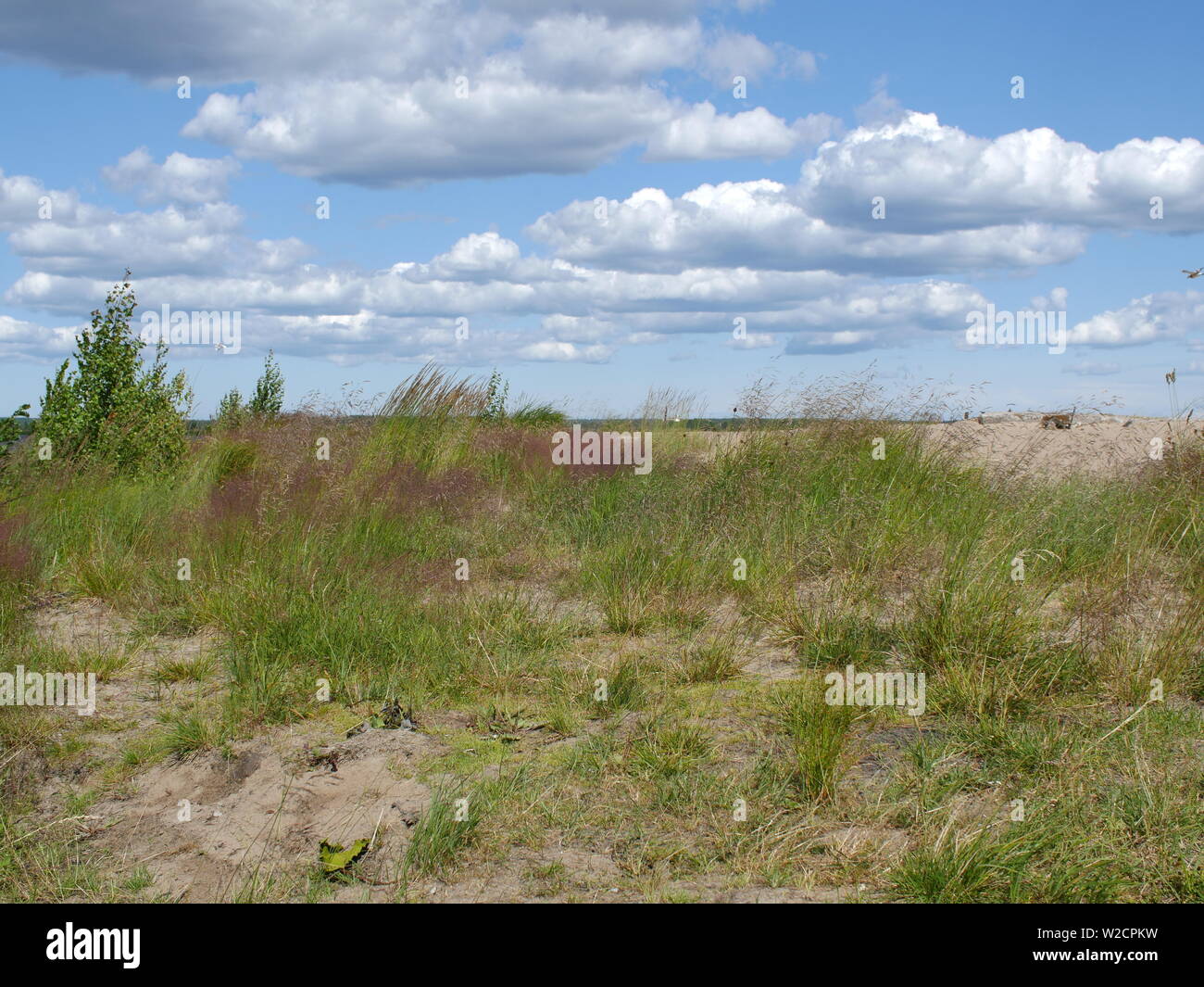 sand dunes overgrown with grass landscape with low clouds windy weather Stock Photo