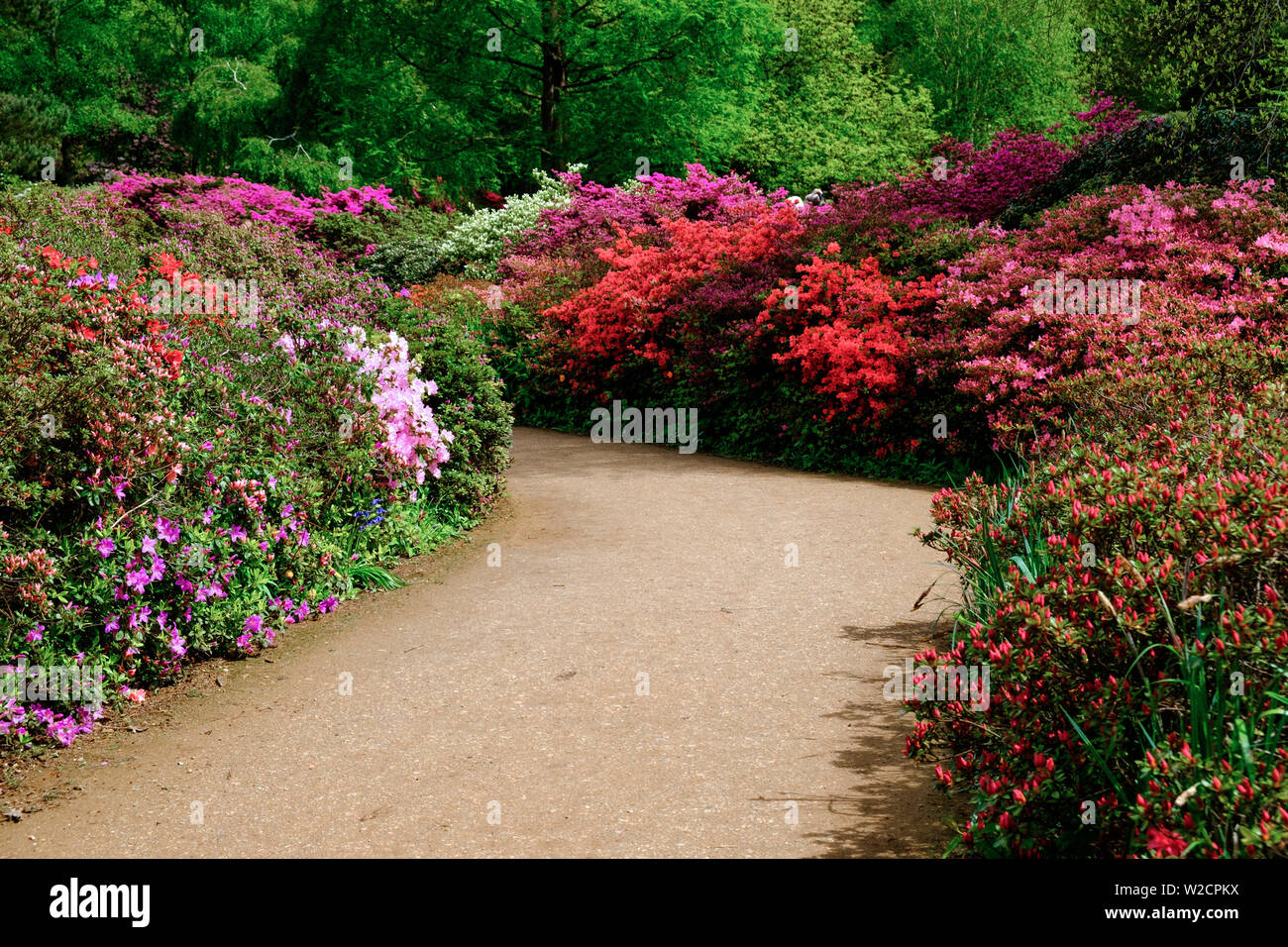 Curved path lined with shrubs of red, purple & pink flowers, green foliage & trees in background. Spring at Isabella Plantation, Richmond Park, London Stock Photo