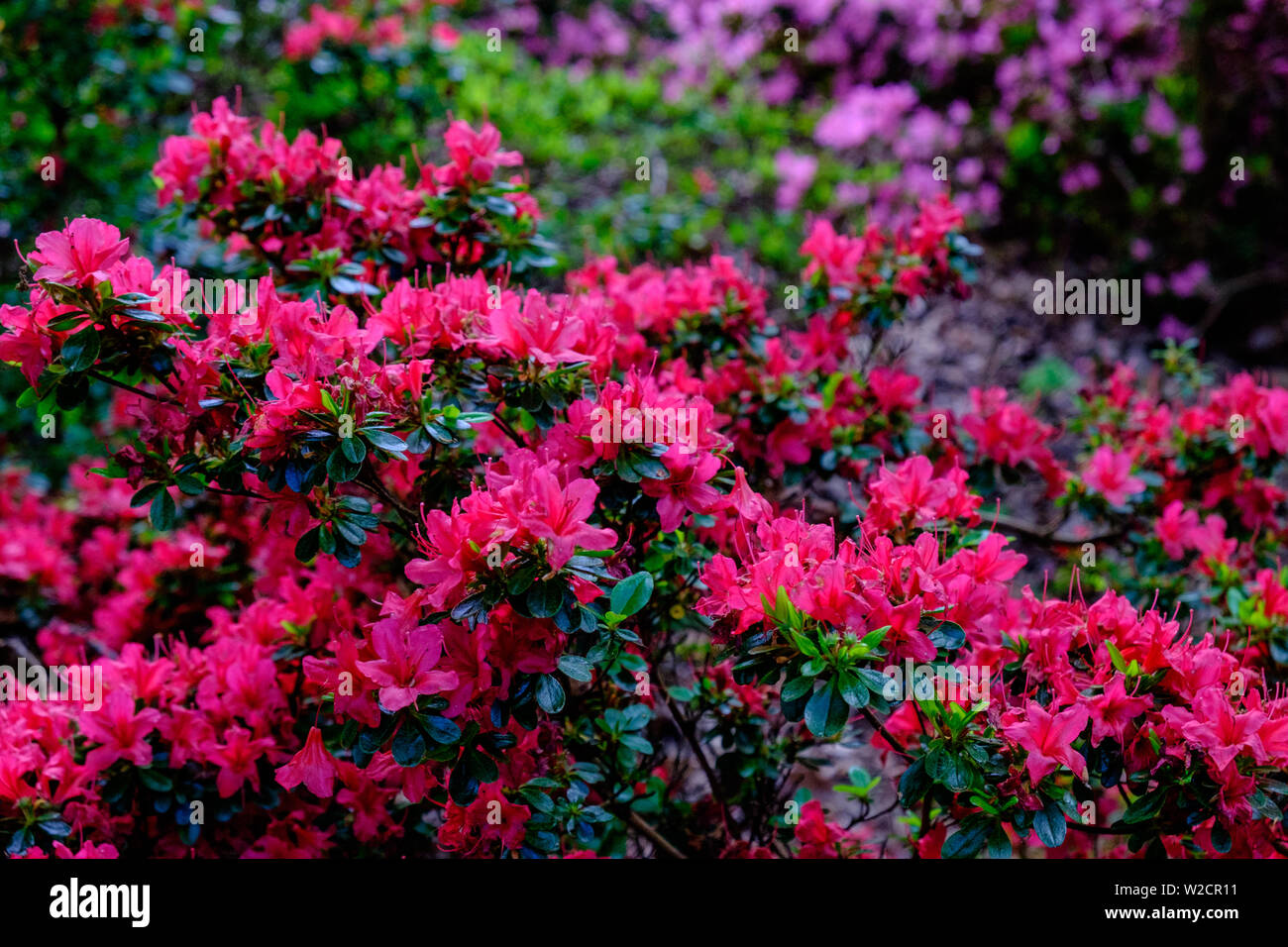 White Rhododendron Blossoms Stock Photos White Rhododendron