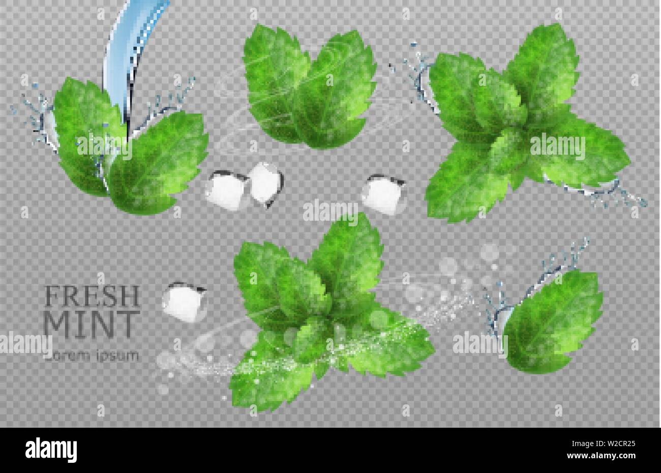 Mint leaves Vector realistic. Product placement detailed label design