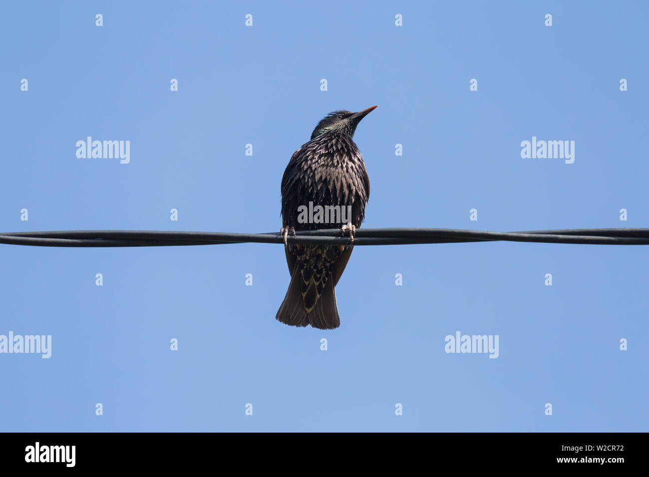 close up of starling sitting on electrical cable Stock Photo
