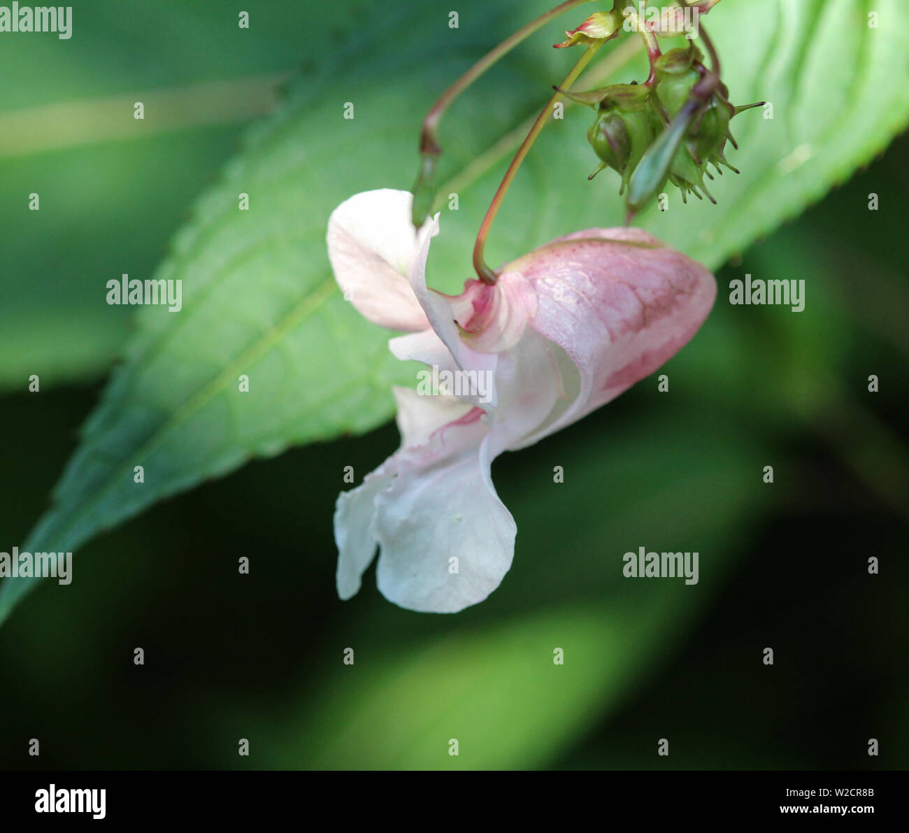 close up of Impatiens glandulifera flower, common names Policeman's Helmet, Bobby Tops, Copper Tops, Gnome's Hatstand and Himalayan Balsam Stock Photo