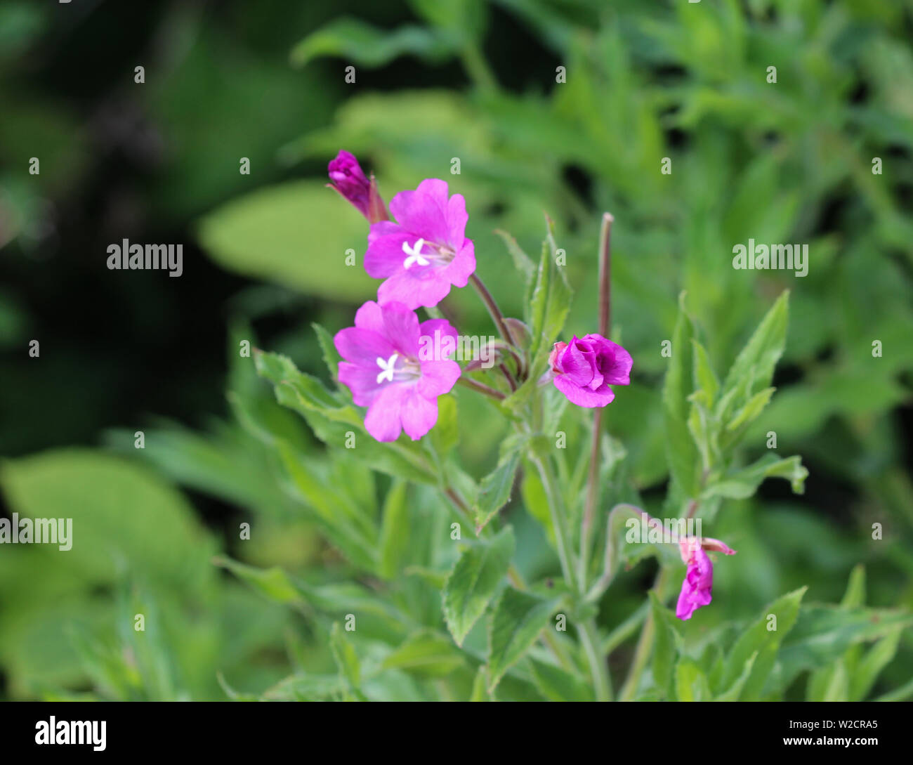 close up of Epilobium hirsutum, commonly known as the great willowherb, great hairy willowherb or hairy willowherb, blooming in forest Stock Photo
