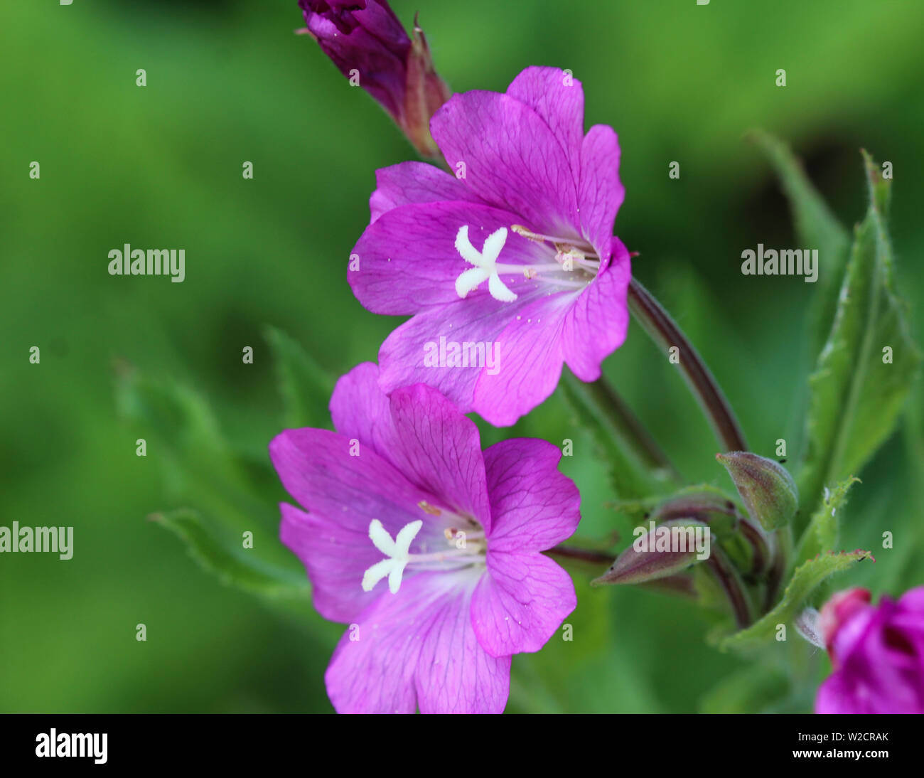 close up of Epilobium hirsutum, commonly known as the great willowherb, great hairy willowherb or hairy willowherb, blooming in forest Stock Photo