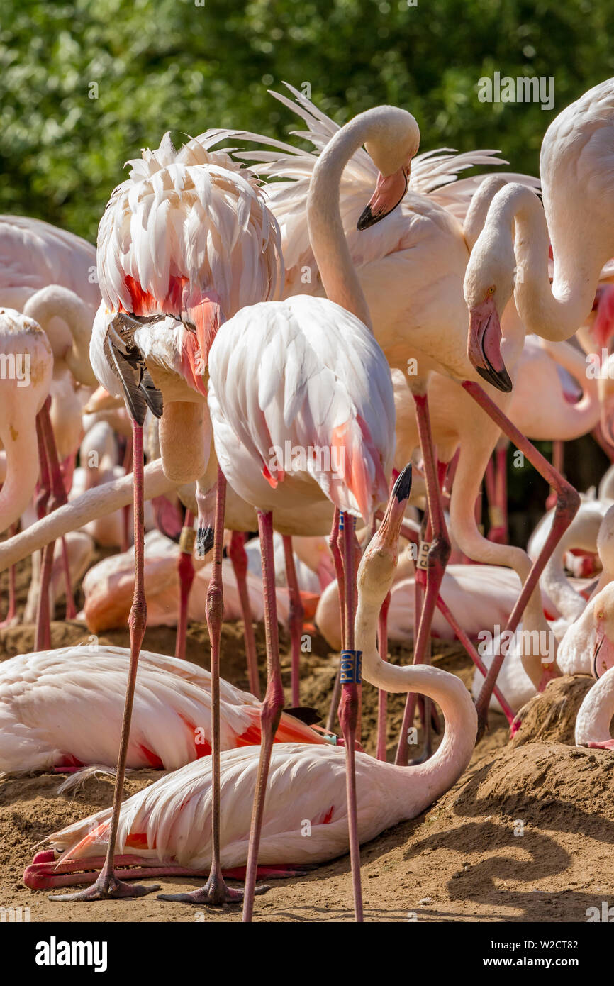 Greater Flamingo At Slimbridge Stock Photo - Alamy