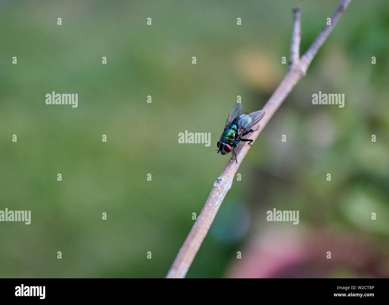 Metallic blue green fly hires stock photography and images Alamy