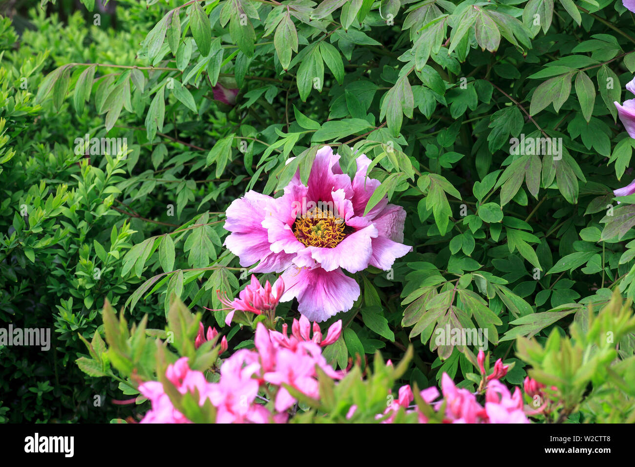 Green bush with big pink flower Paeonia rockii (rock's peony). Tree peony growing in spring garden Stock Photo