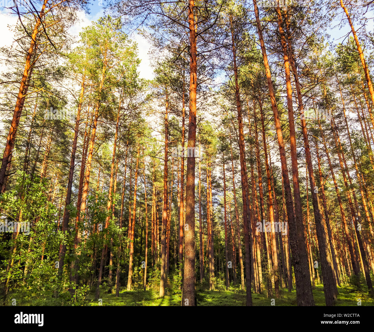 Sunlight on trees hi-res stock photography and images - Alamy