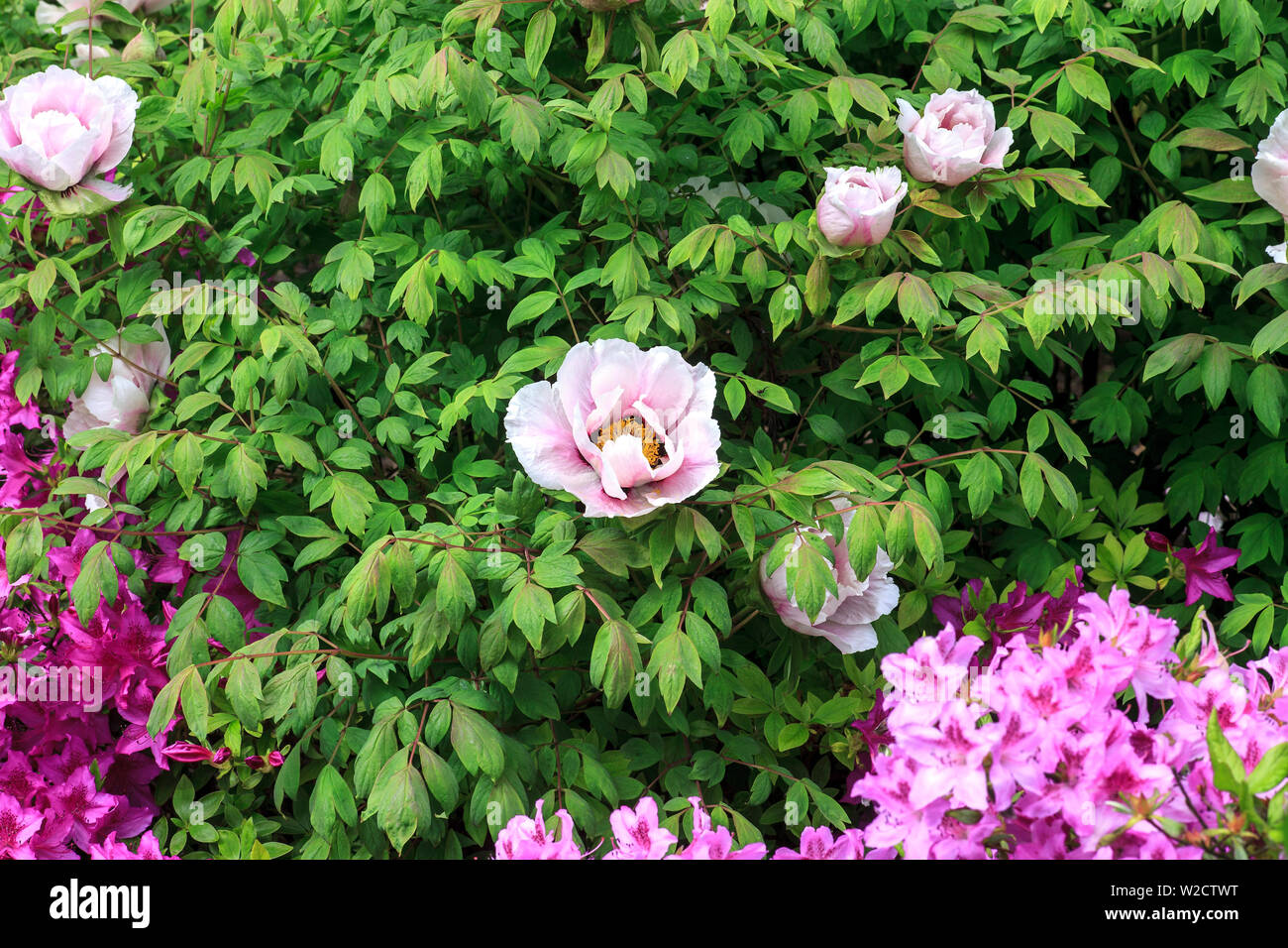 Green bush with big pink flowers Paeonia rockii (rock's peony). Tree peony growing in spring garden Stock Photo