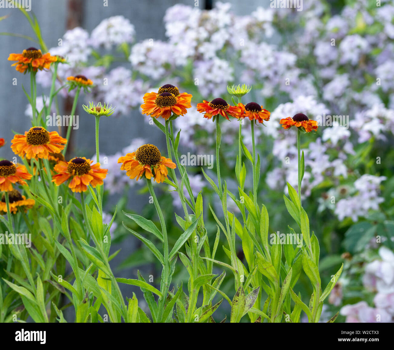 Helenium 'Short and Sassy' background Campanula 'Loddon Anna' Stock Photo