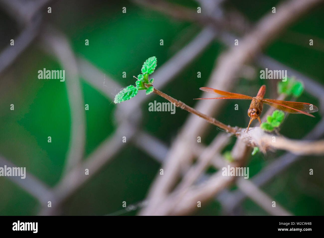 dragonfly on a branch Stock Photo - Alamy
