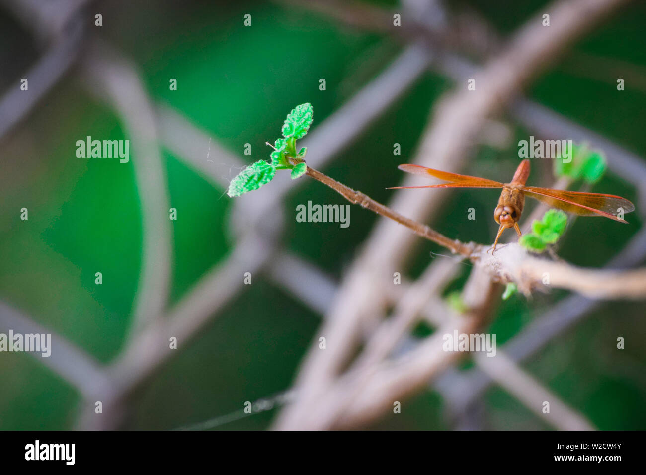 dragonfly on a branch Stock Photo - Alamy