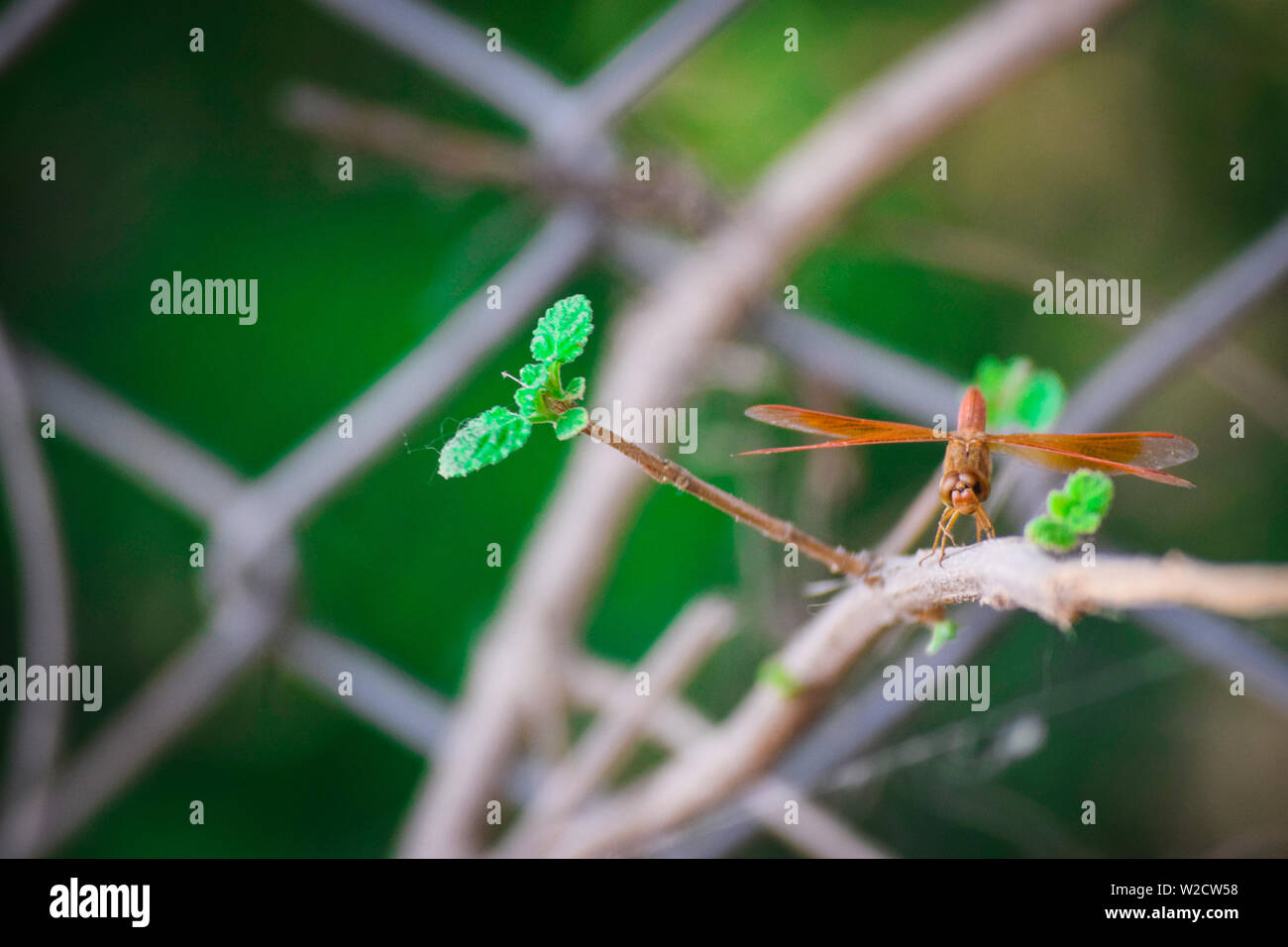 dragonfly on a branch Stock Photo - Alamy