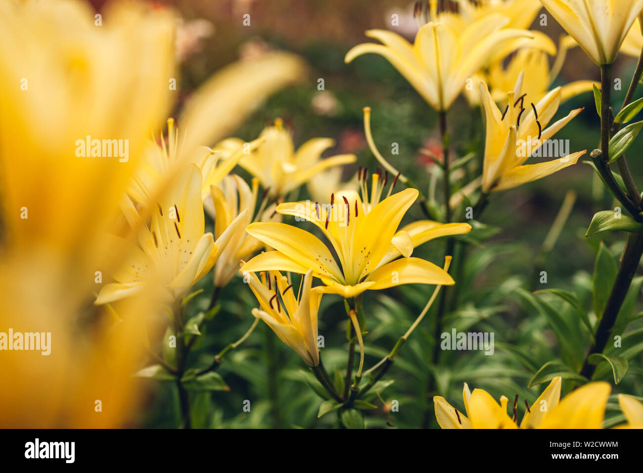 Asiatic Lilies Garden High Resolution Stock Photography and Images - Alamy